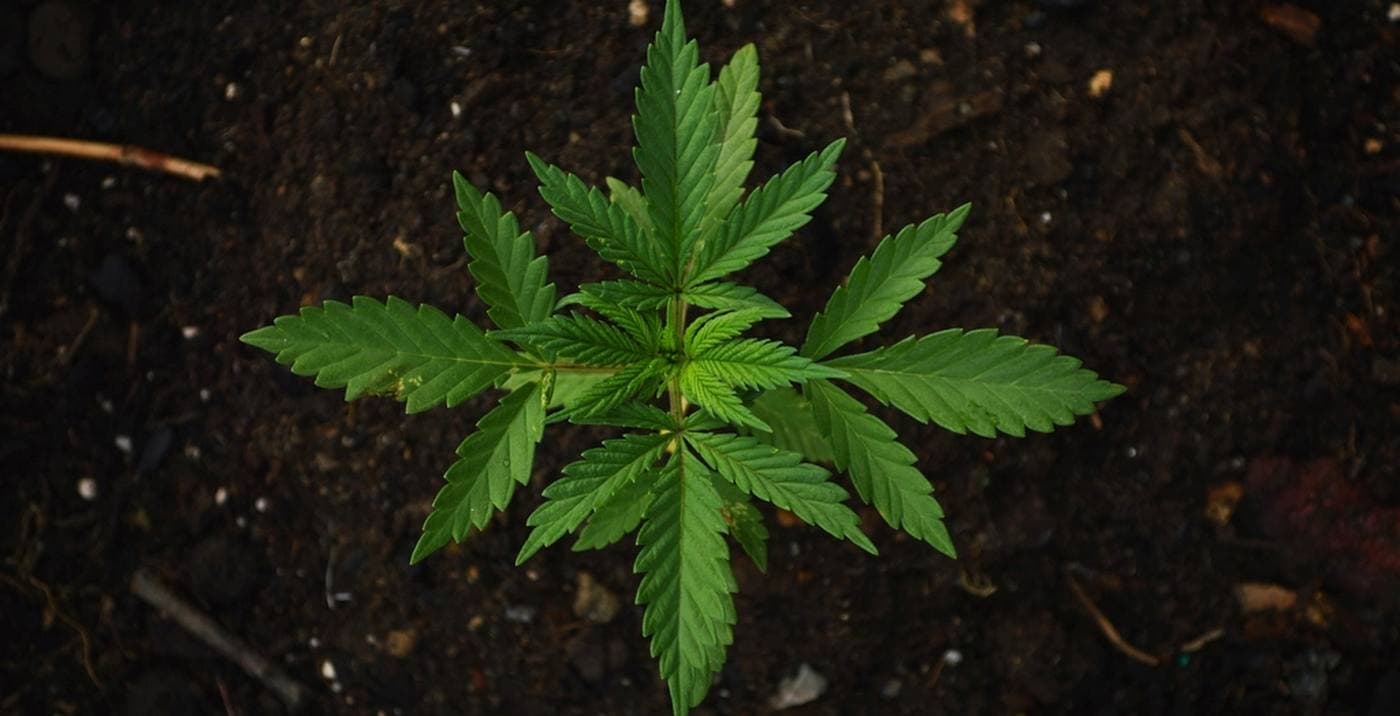 Cannabis & Hemp Products fulfillment