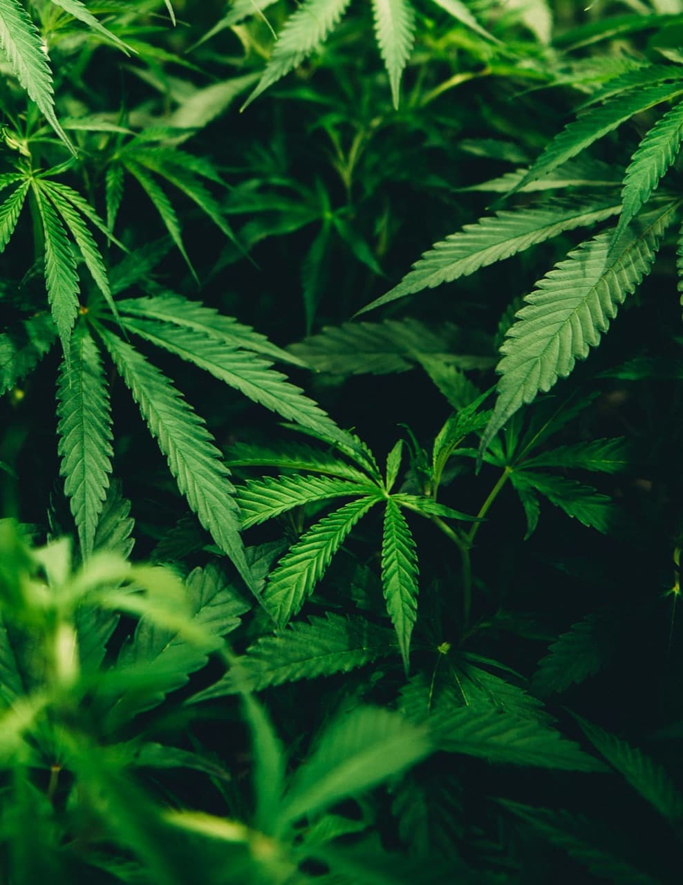 Built for cannabis & hemp products fulfillment